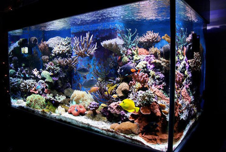 Aqu&aacute;rios de peixes tropicais Leyu para venda