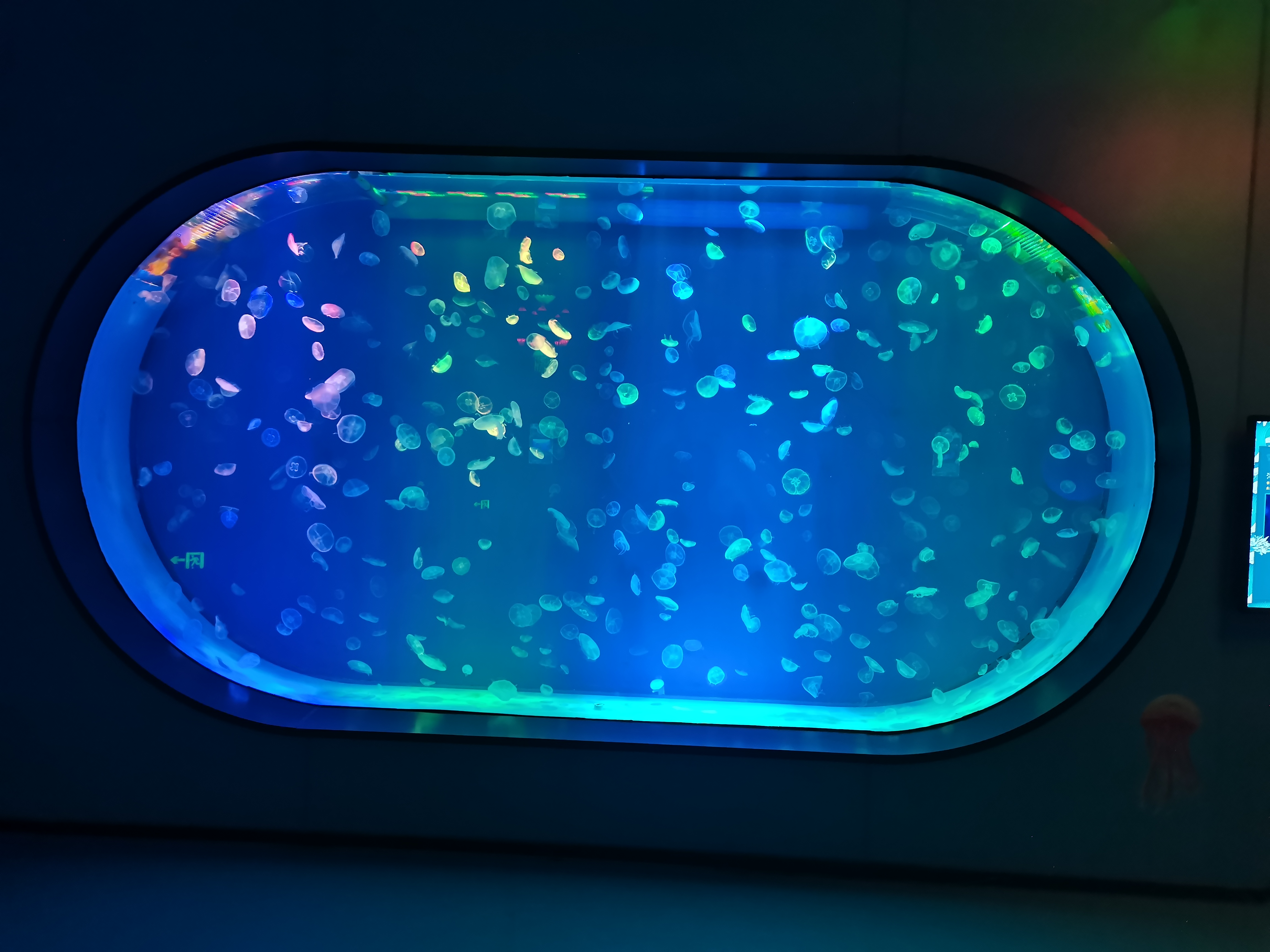 Aqu&aacute;rio de medusas acr&iacute;licas - instala&ccedil;&atilde;o