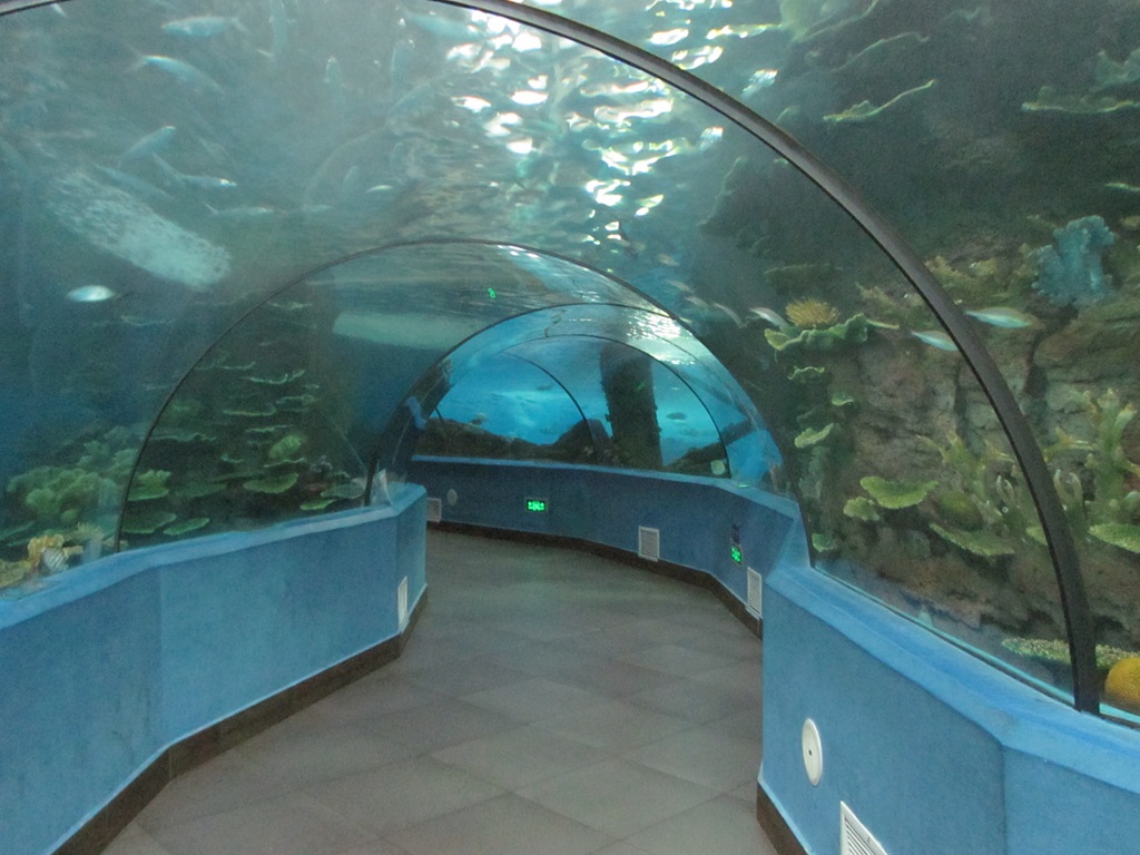 Hefei Hanhai Polar Ocean World - T&uacute;nel do Aqu&aacute;rio Leyu (11)