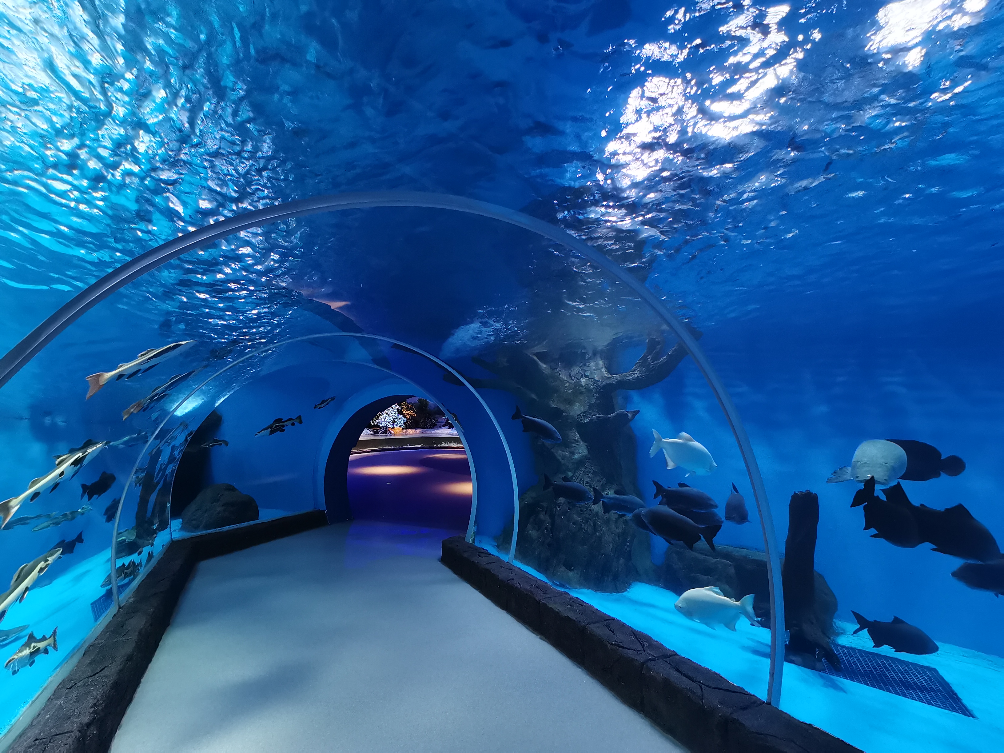 Aqu&aacute;rio t&uacute;nel acr&iacute;lico - fabrica&ccedil;&atilde;o