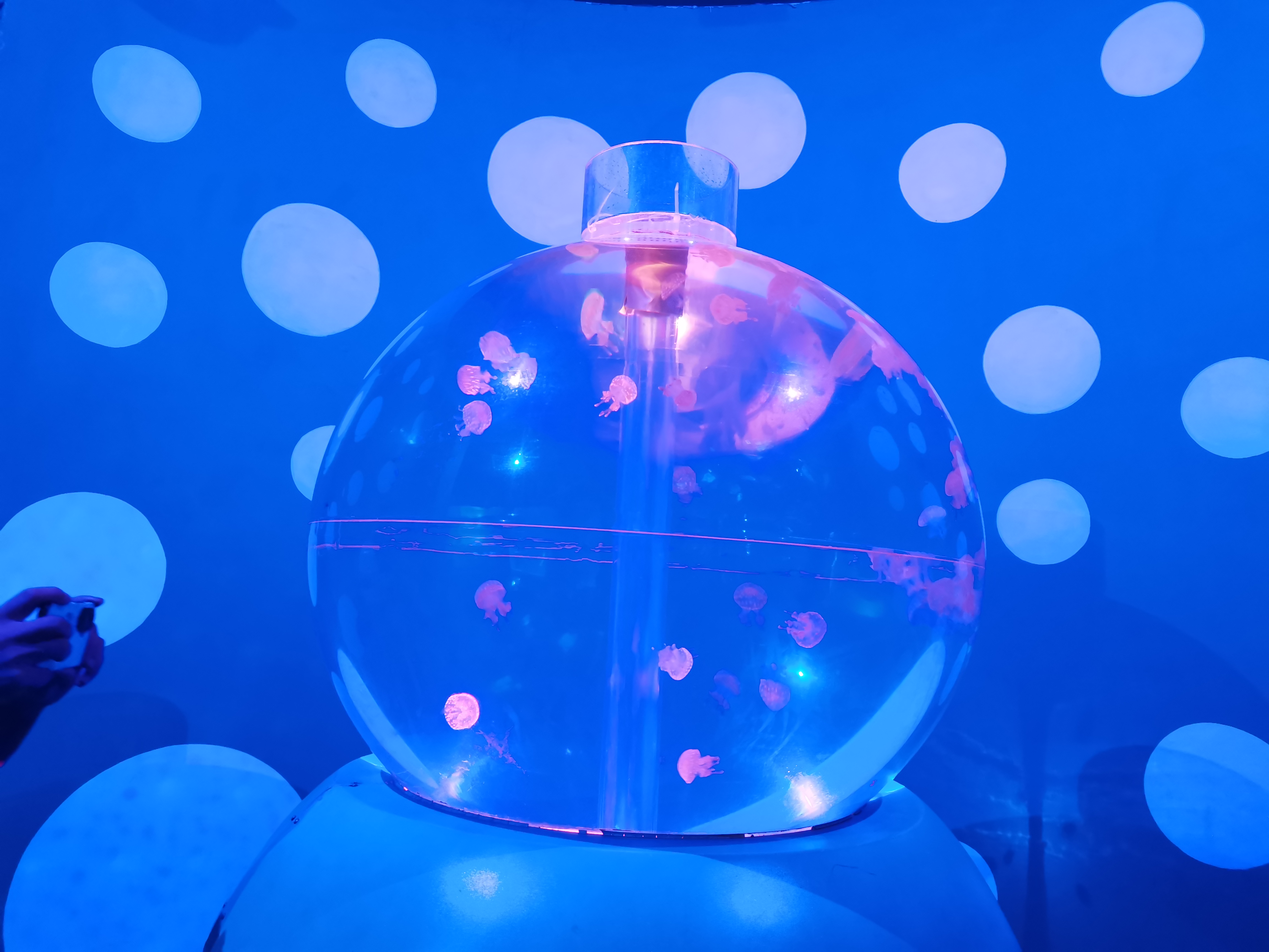 Aqu&aacute;rio de medusas acr&iacute;licas - design