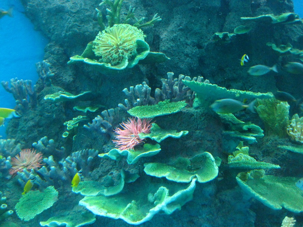 Hefei Hanhai Polar Ocean World - Aqu&aacute;rio Leyu 