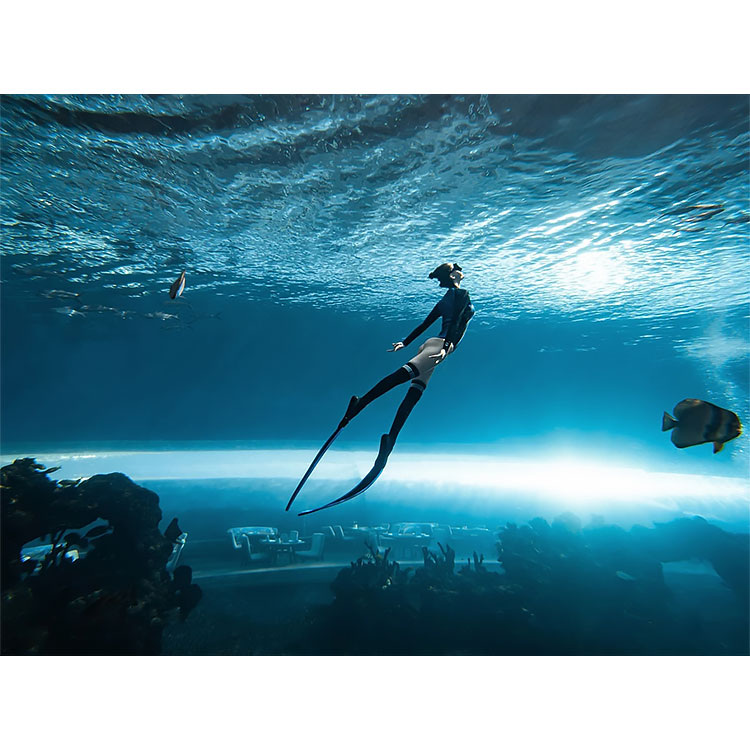 Ocean Park Aqu&aacute;rio p&uacute;blico Aqu&aacute;rio acr&iacute;lico 