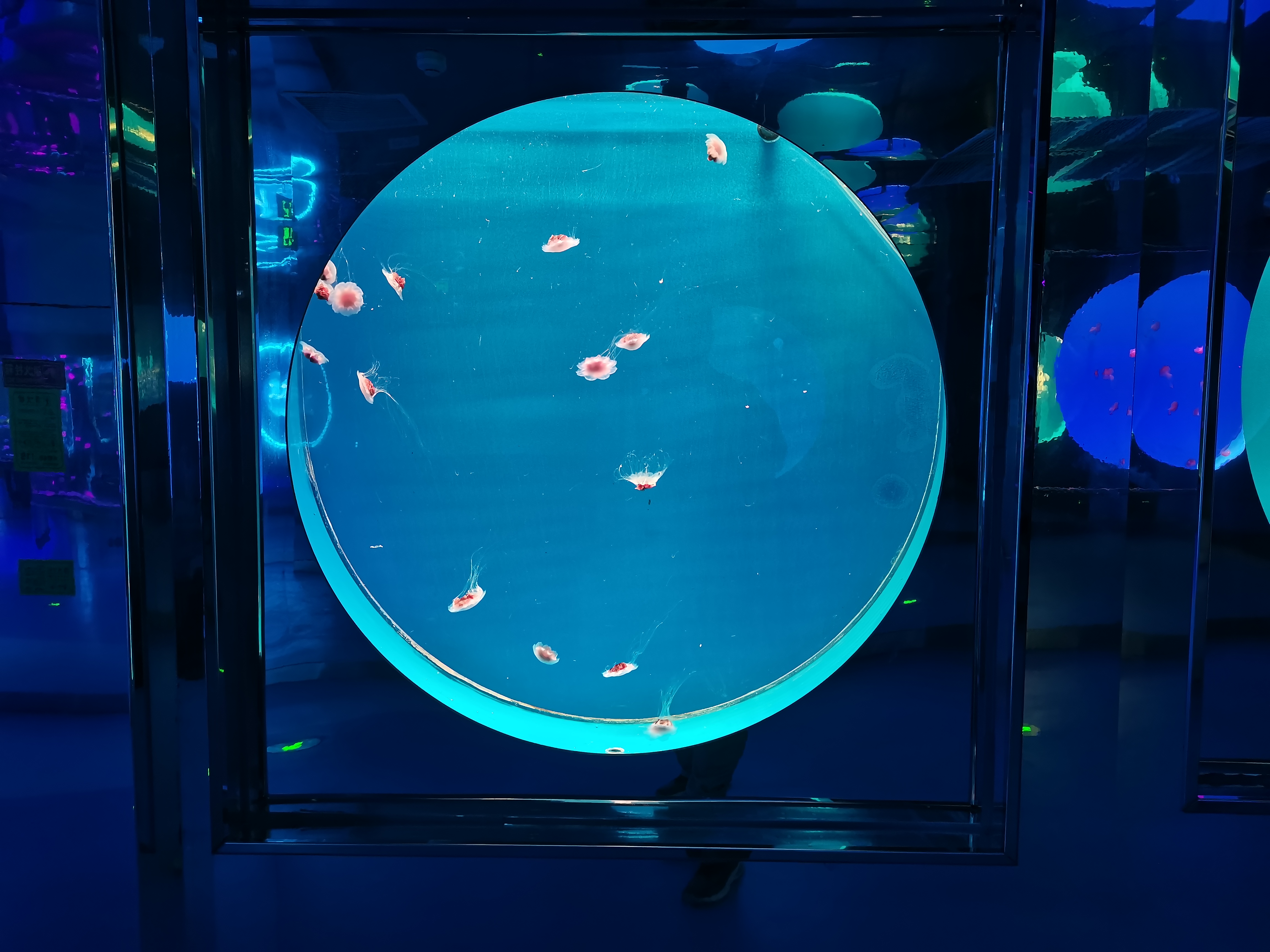 Aqu&aacute;rio de medusas acr&iacute;licas - instala&ccedil;&atilde;o