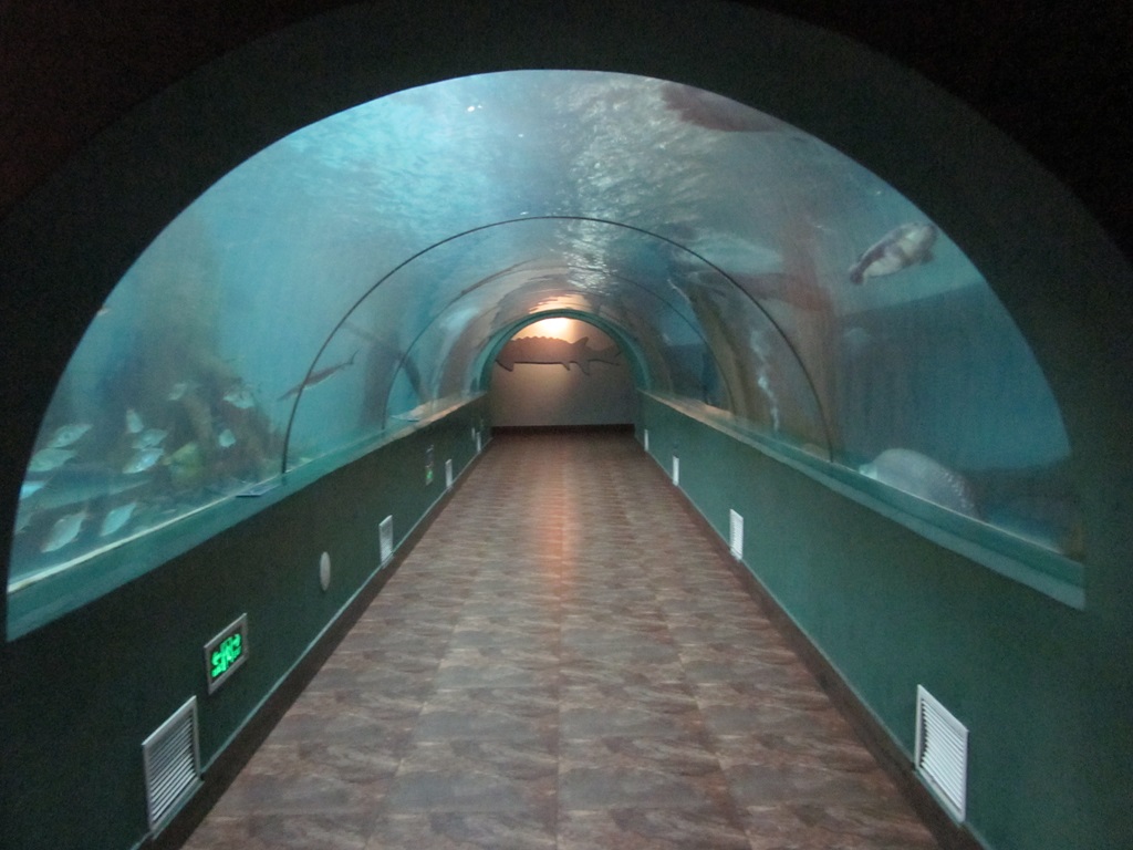 Hefei Hanhai Polar Ocean World - T&uacute;nel do Aqu&aacute;rio Leyu (6)