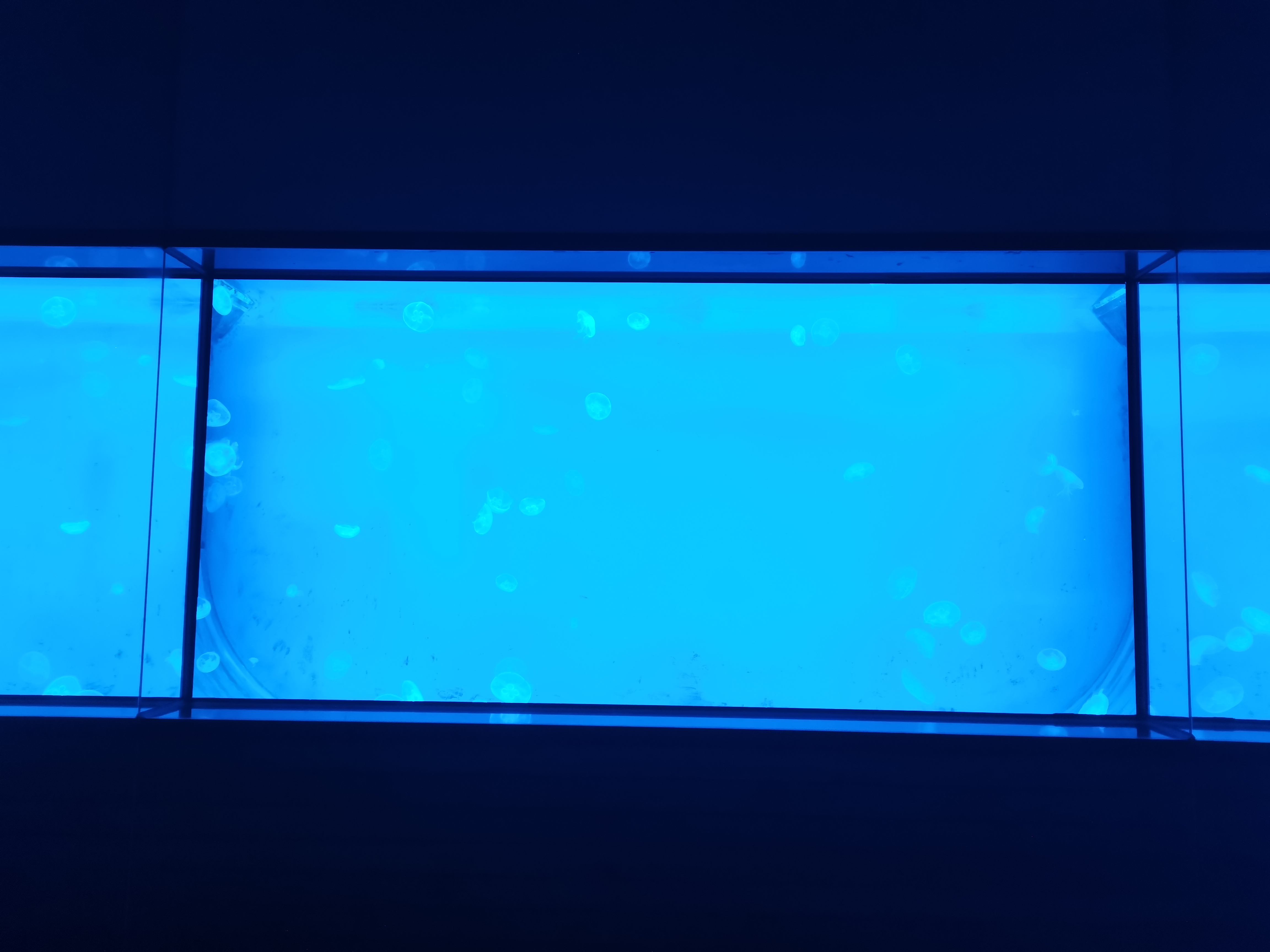 Aqu&aacute;rio de medusas acr&iacute;licas - fabrica&ccedil;&atilde;o