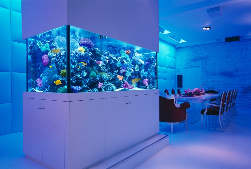 Aquariums Fish Tanks Aquários Aquários