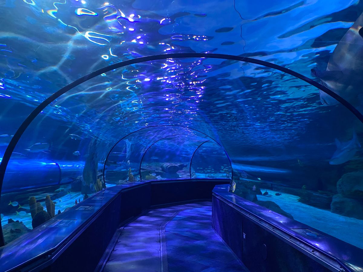 Aqu&aacute;rio t&uacute;nel acr&iacute;lico - f&aacute;brica