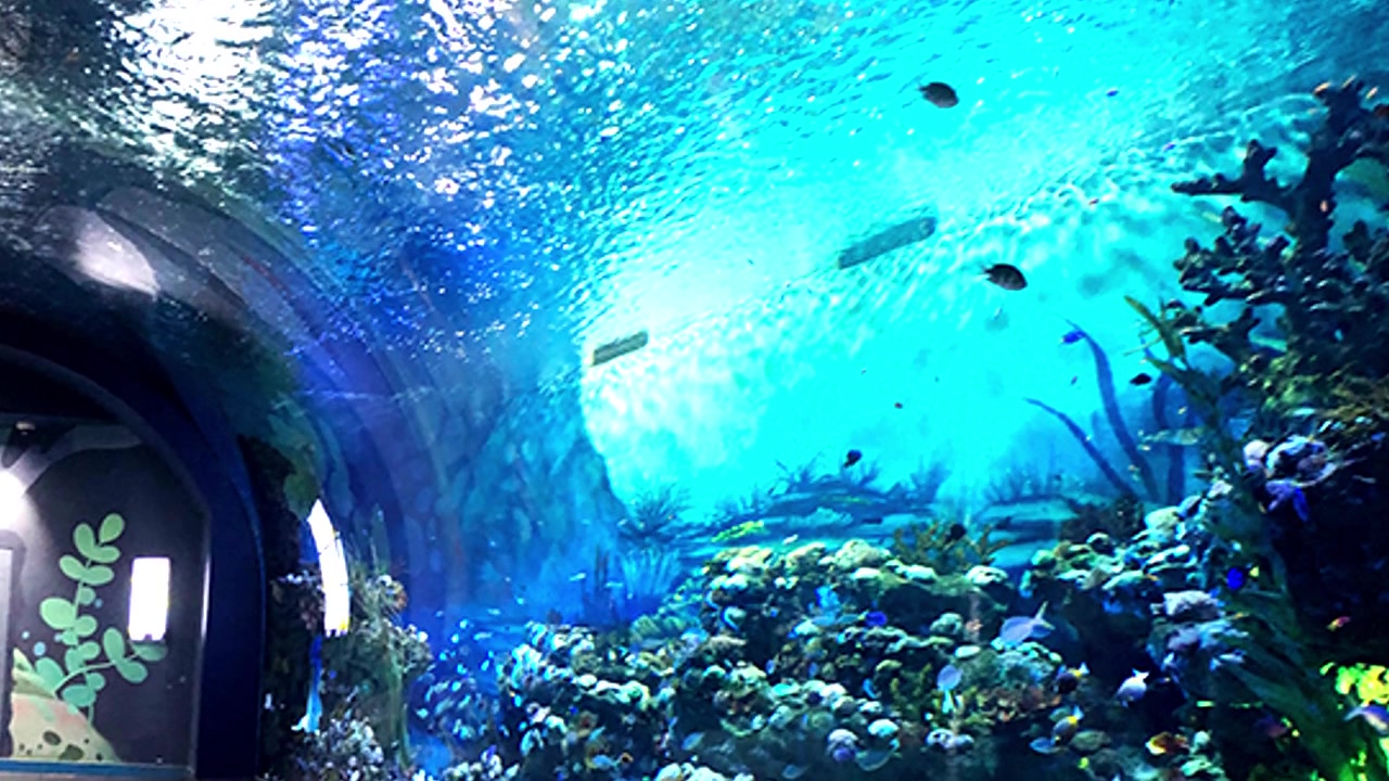 T&uacute;nel de aqu&aacute;rio subaqu&aacute;tico
