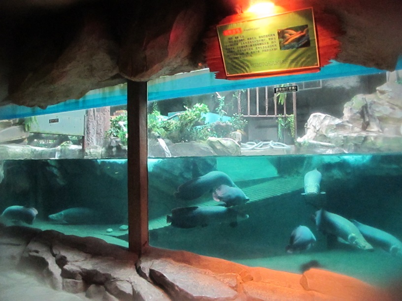 Mundo Subaqu&aacute;tico de Shandong Penglai - Leyu Arylic Aquarim
