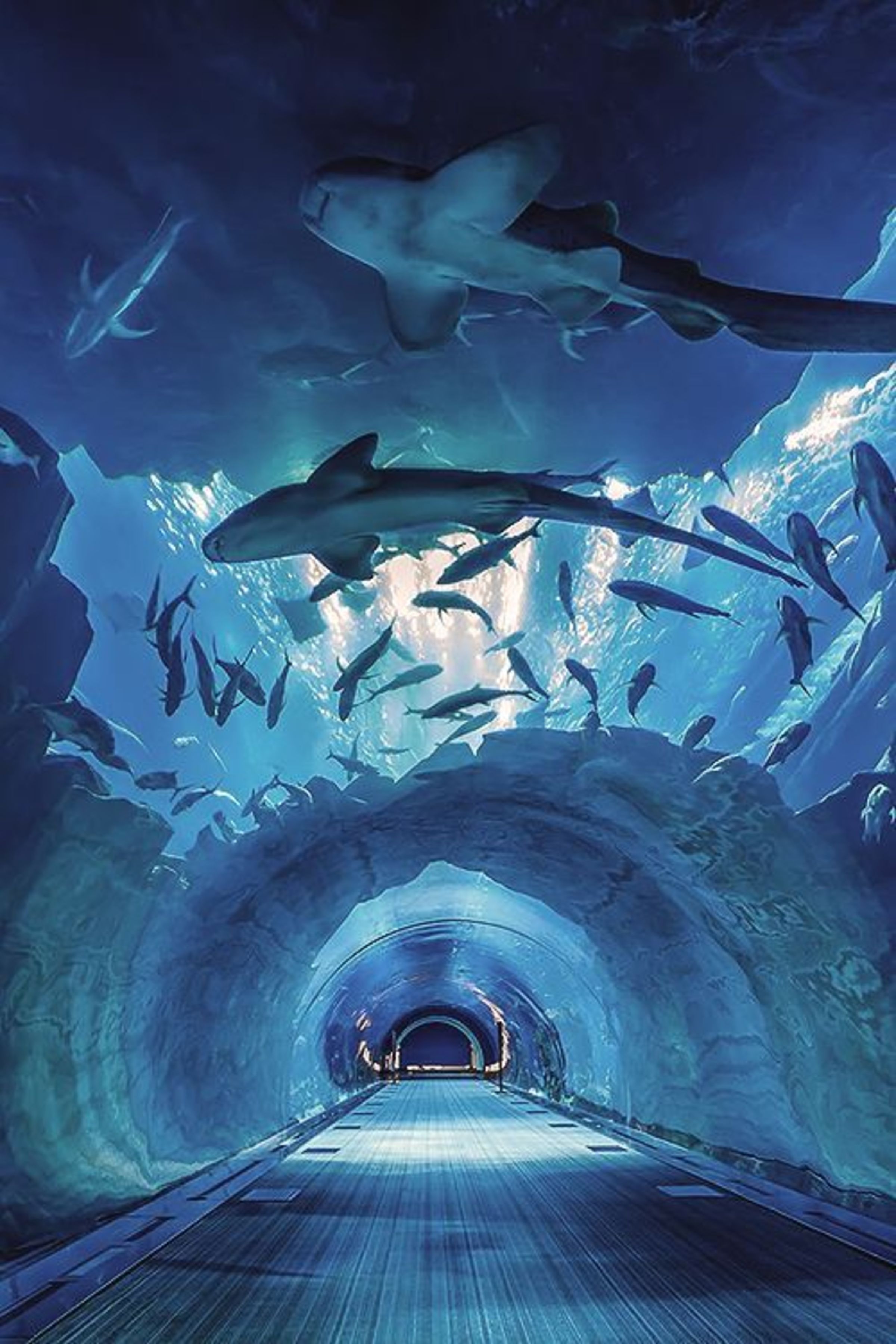 Aqu&aacute;rio t&uacute;nel acr&iacute;lico - f&aacute;brica