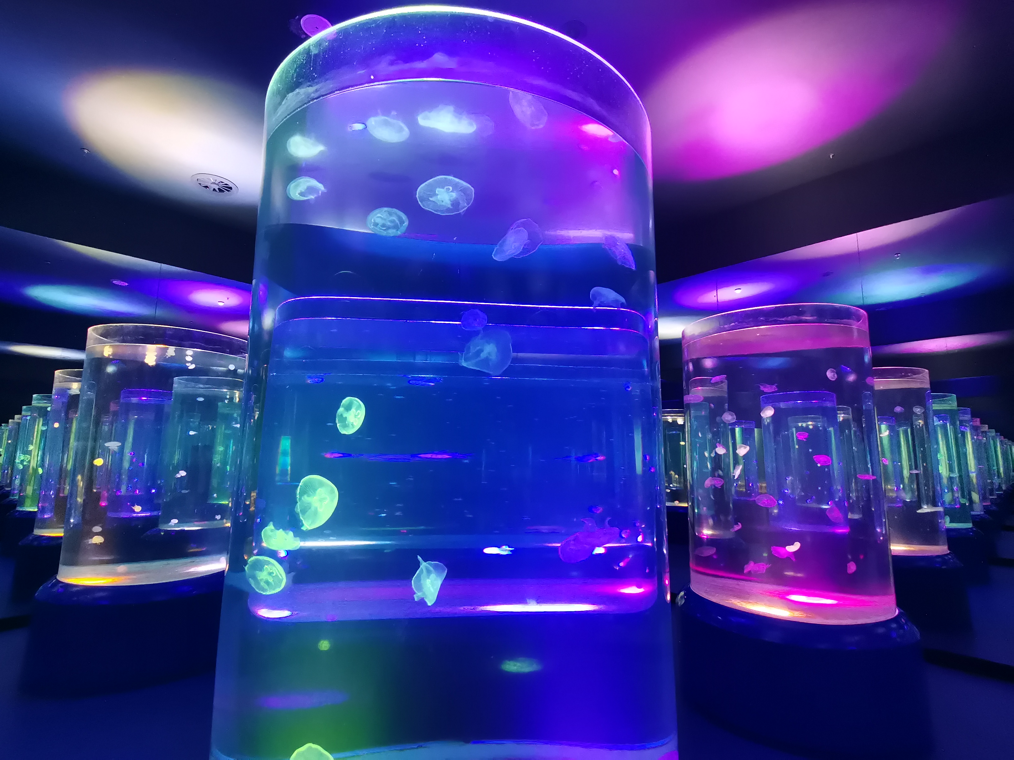 Aqu&aacute;rio de medusas acr&iacute;licas - fabrica&ccedil;&atilde;o