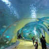 Explore o Ocean World Oceanário e Centro Educacional - Fábrica de Acrílico Leyu