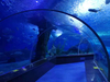 Aquário de túnel acrílico Oceanarium para restaurante subaquático ou parque oceânico - LEYU