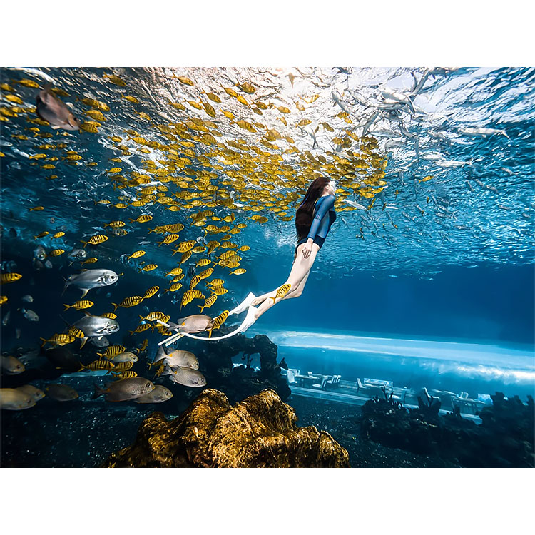 Grande ultra claro curvado oceanário tanque de aquário acrílico túnel de vidro fábrica de aquário acrílico Leyu - Leyu 