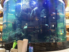 Como você remove algas do tanque de aquário de acrílico? -leyu Fábrica de produtos de folha acrílica