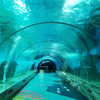O acrílico Leyu leva você a um passeio pelo túnel do aquário - fábrica de produtos de chapa acrílica Leyu