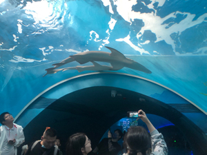 Aquário túnel fabricado pela fábrica de acrílico Leyu - LEYU