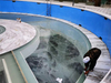 Grande piscina de acrílico nas Filipinas: luxo cristalino para um paraíso tropical