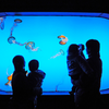 Aqualife Aquarium Leyu Acrílico Fábrica de Aquários Aquário Acrílico - Leyu