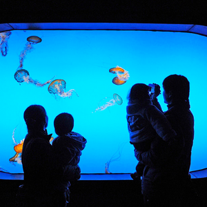 Aqualife Aquarium Leyu Acrílico Fábrica de Aquários Aquário Acrílico - Leyu