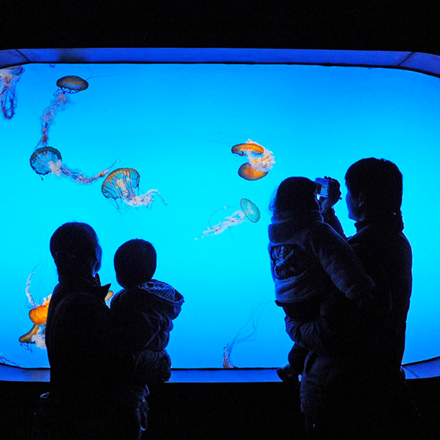 Aqualife Aquarium Leyu Acrílico Fábrica de Aquários Aquário Acrílico - Leyu