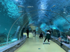 Aquário de túnel acrílico Oceanarium para restaurante subaquático ou parque oceânico - LEYU