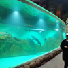 Fábrica de produtos de folha acrílica personalizada para aquário Oceanarium-Leyu 