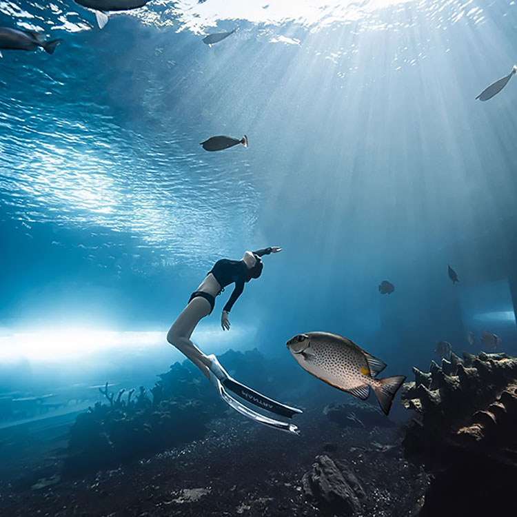 Grande ultra claro curvado oceanário tanque de aquário acrílico túnel de vidro fábrica de aquário acrílico Leyu - Leyu 
